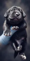 Velvet , a female Cane Corso for sale in Anderson, IN – 1 of 6