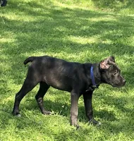 Lorenzo, a male Cane Corso for sale in Anderson, IN – 7 of 10