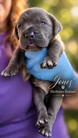 Jayce, a male Cane Corso for sale in Anderson, IN – 2 of 8