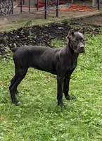 Sky, a female Cane Corso for sale in Anderson, IN – 6 of 10