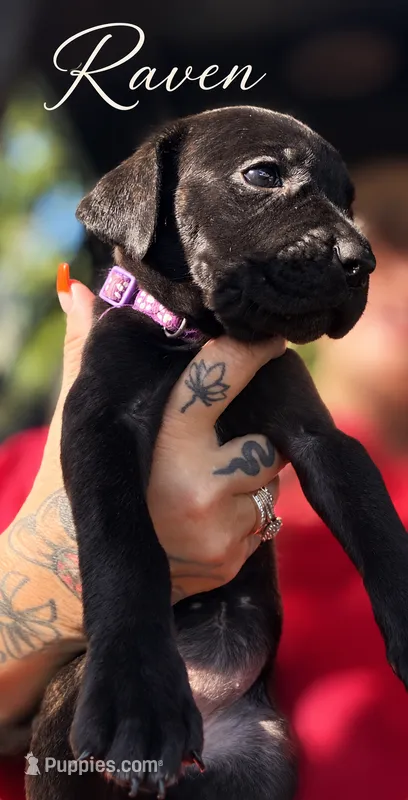 Raven  – Cane Corso puppy for sale in Anderson, IN