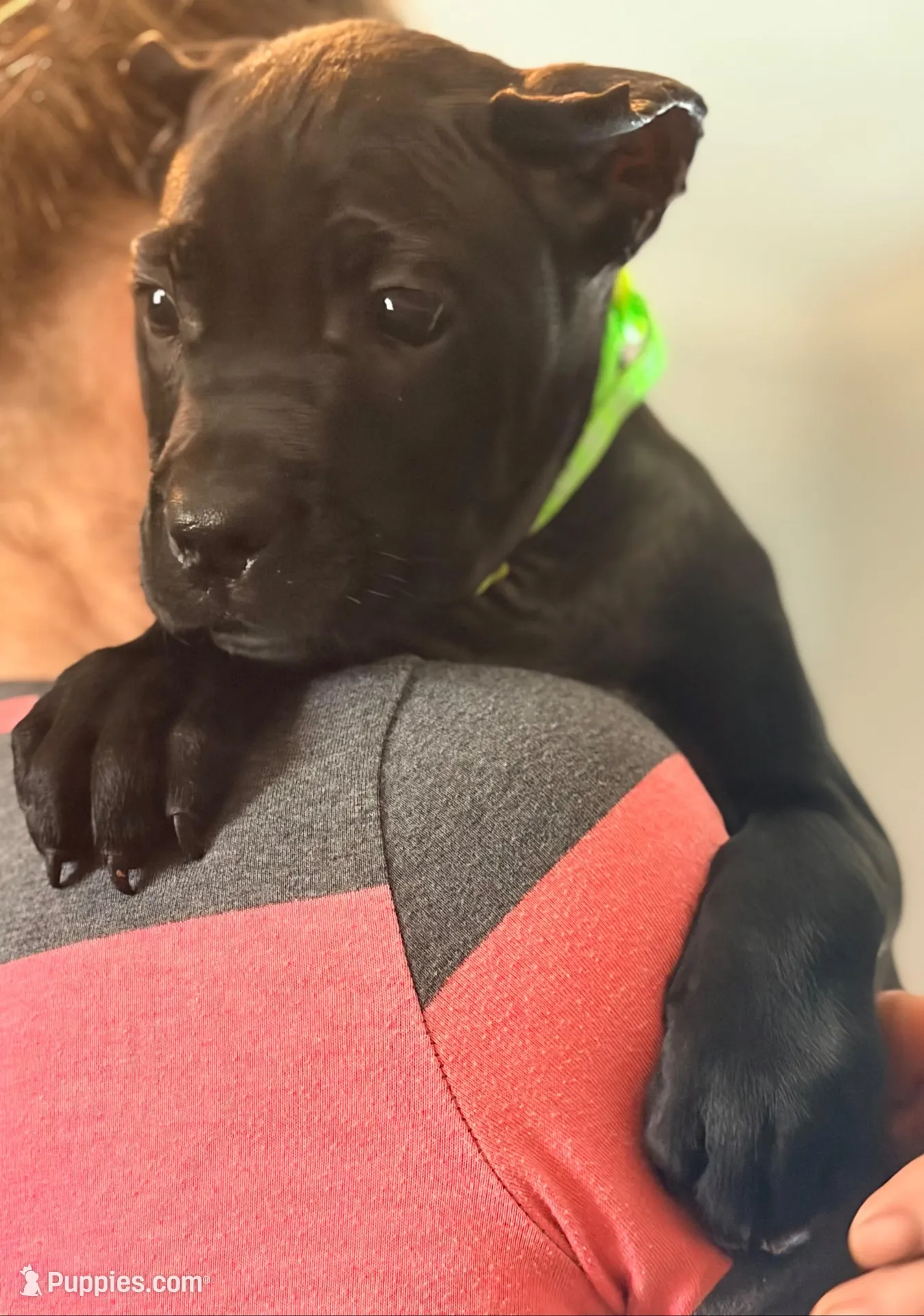 Wynter – Cane Corso puppy for sale in Anderson, IN