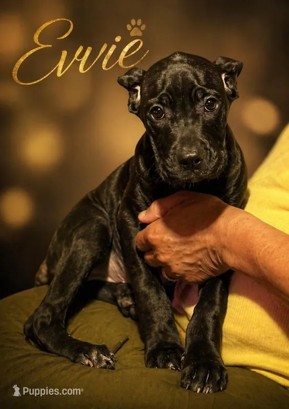 Evvie – Cane Corso puppy for sale in Anderson, IN