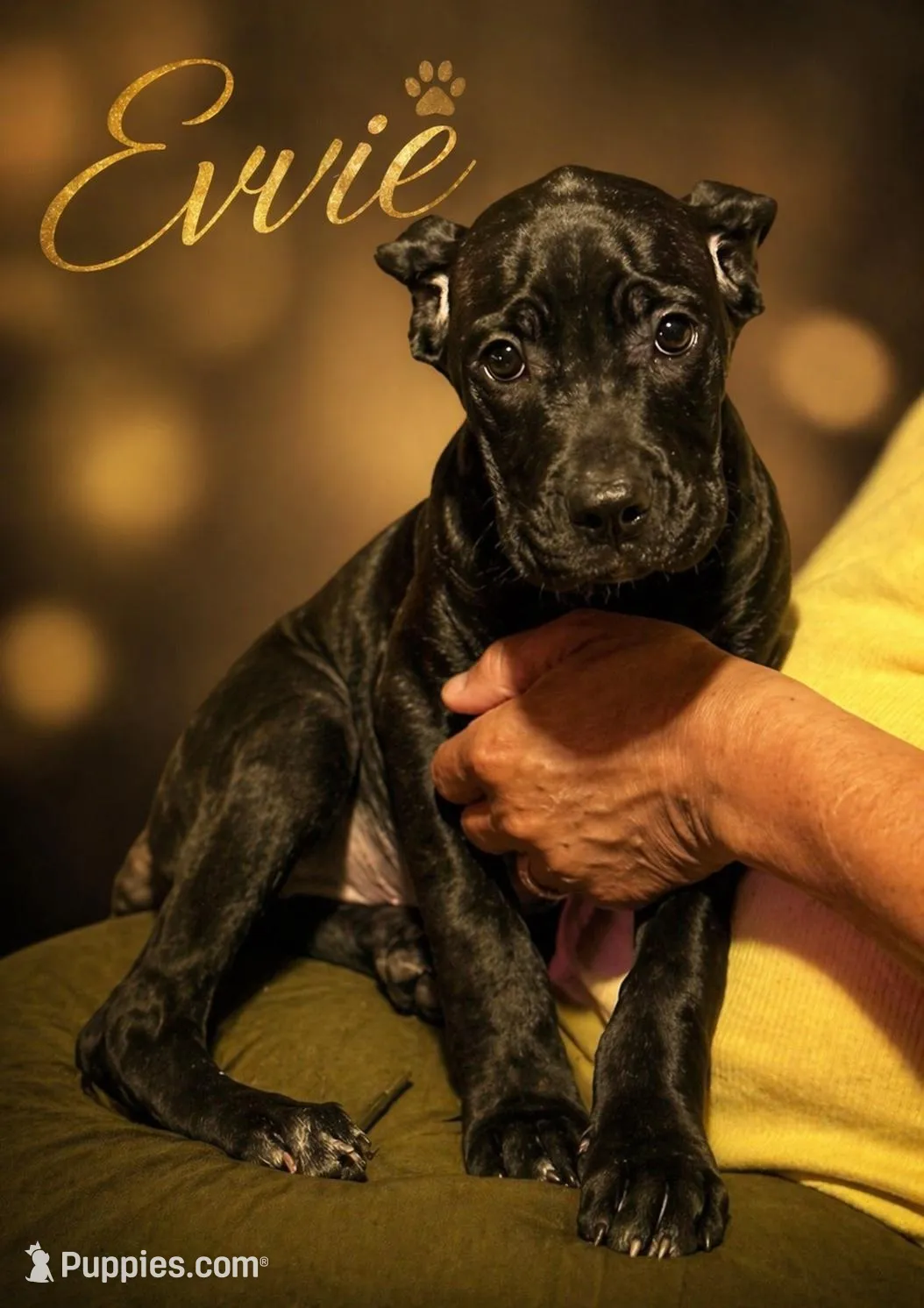 Evvie, a female Cane Corso for sale in Anderson, IN – 1 of 10
