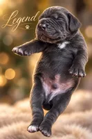 Legend , a male Cane Corso for sale in Anderson, IN – 4 of 4