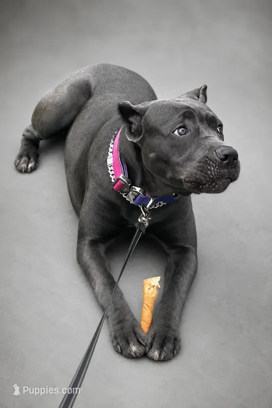Gianni – Cane Corso puppy for sale in Anderson, IN