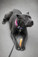 Gianni, a female Cane Corso for sale in Anderson, IN – 1 of 10