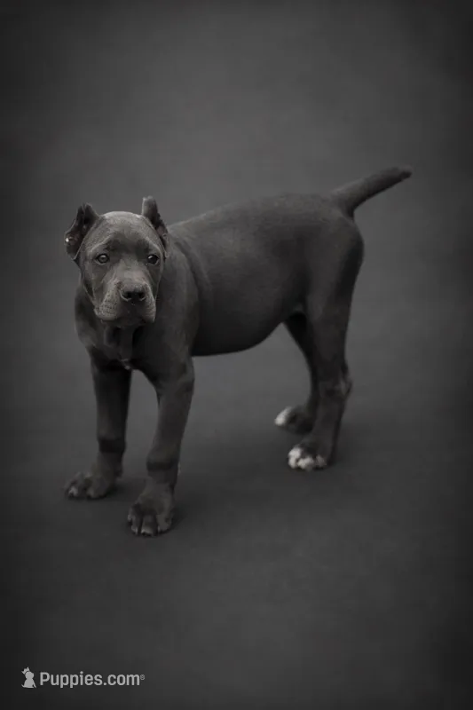 Gianni – Cane Corso puppy for sale in Anderson, IN