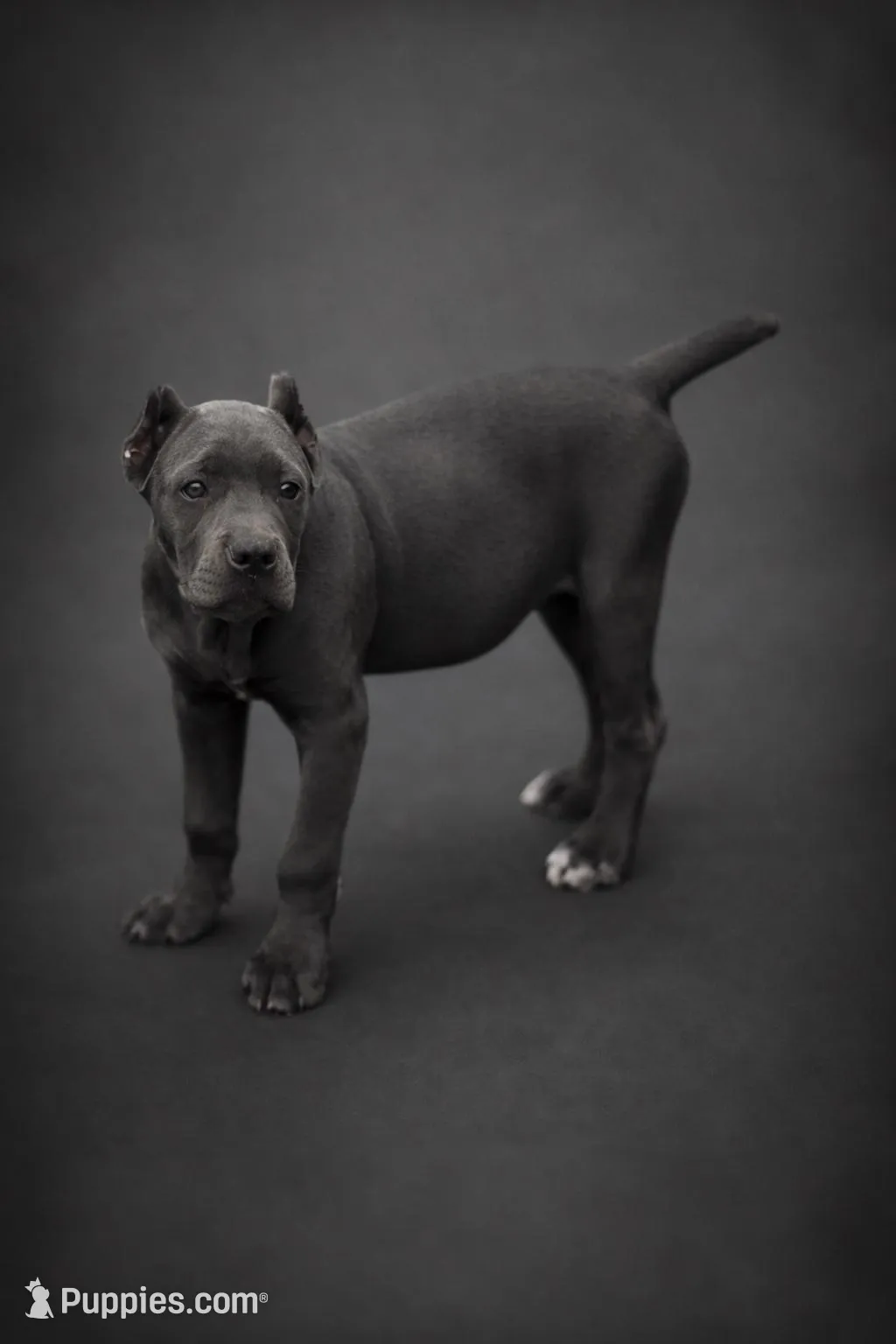 Gianni, a female Cane Corso for sale in Anderson, IN – 1 of 10