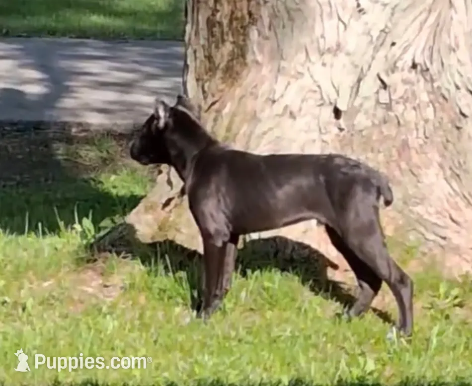 Lorenzo, a male Cane Corso for sale in Anderson, IN – 4 of 10
