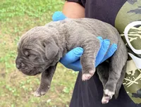 Milan, a male Cane Corso for sale in Anderson, IN – 4 of 7