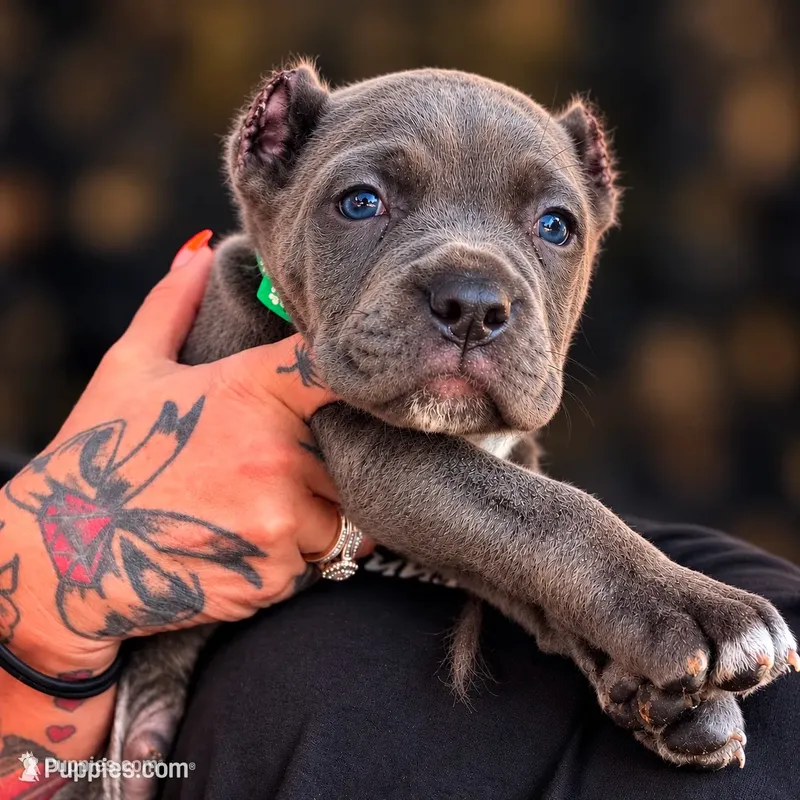 Jayce – Cane Corso puppy for sale in Anderson, IN