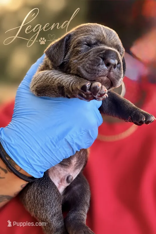 Legend  – Cane Corso puppy for sale in Anderson, IN