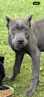 Mystic, a male Cane Corso for sale in Anderson, IN – 9 of 10