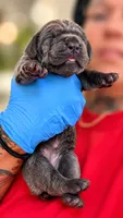 Navi, a female Cane Corso for sale in Anderson, IN – 3 of 5