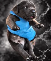 Jayce, a male Cane Corso for sale in Anderson, IN – 3 of 8