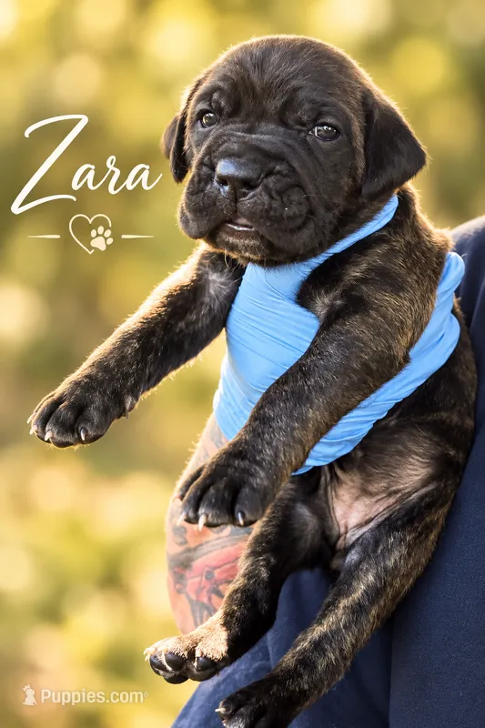 Zara – Cane Corso puppy for sale in Anderson, IN
