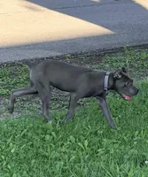 Mystic, a male Cane Corso for sale in Anderson, IN – 8 of 10