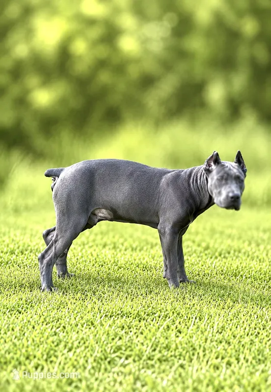 Mystic – Cane Corso puppy for sale in Anderson, IN