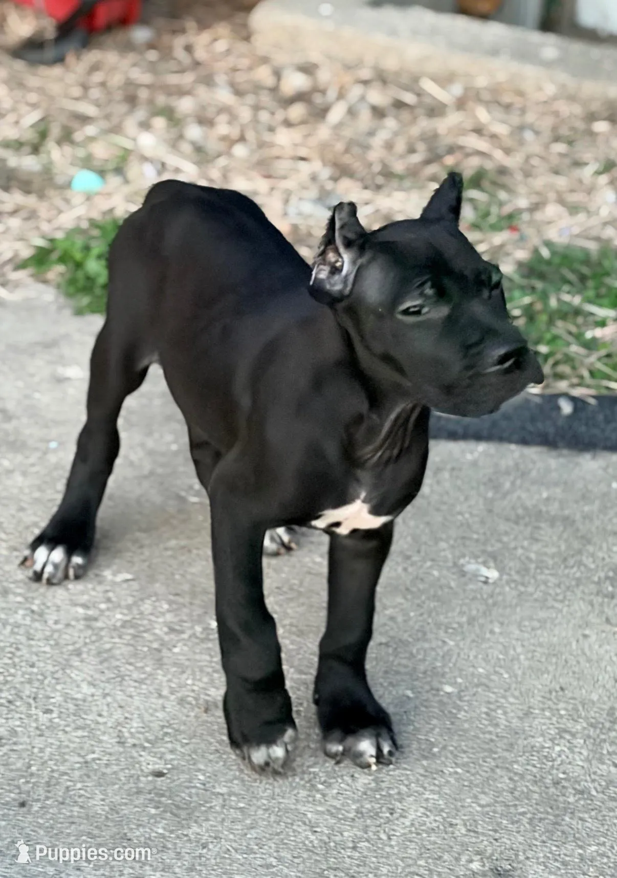 Luka – Cane Corso puppy for sale in Anderson, IN