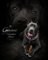 Gianni, a female Cane Corso for sale in Anderson, IN – 5 of 10