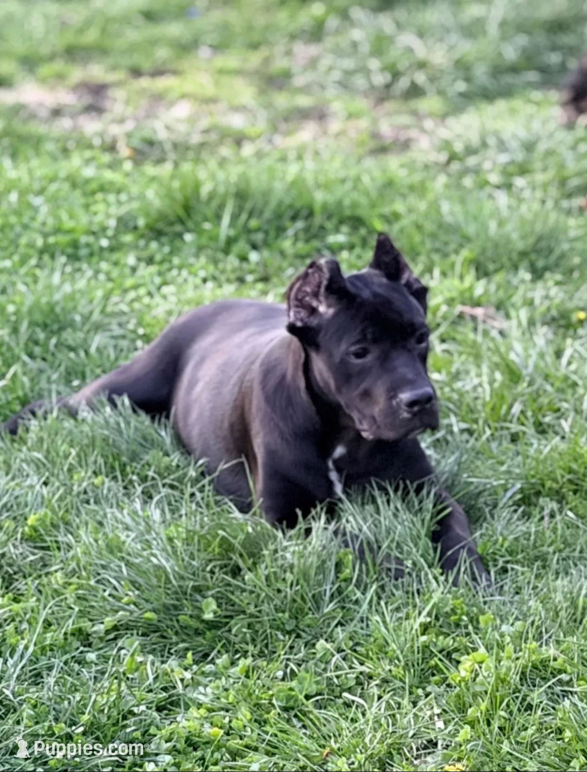 Luna – Cane Corso puppy for sale in Anderson, IN