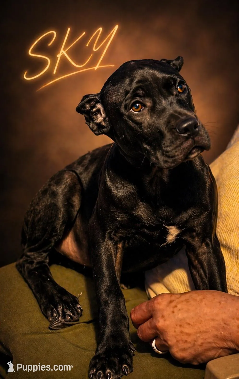 Sky, a female Cane Corso for sale in Anderson, IN – 6 of 10