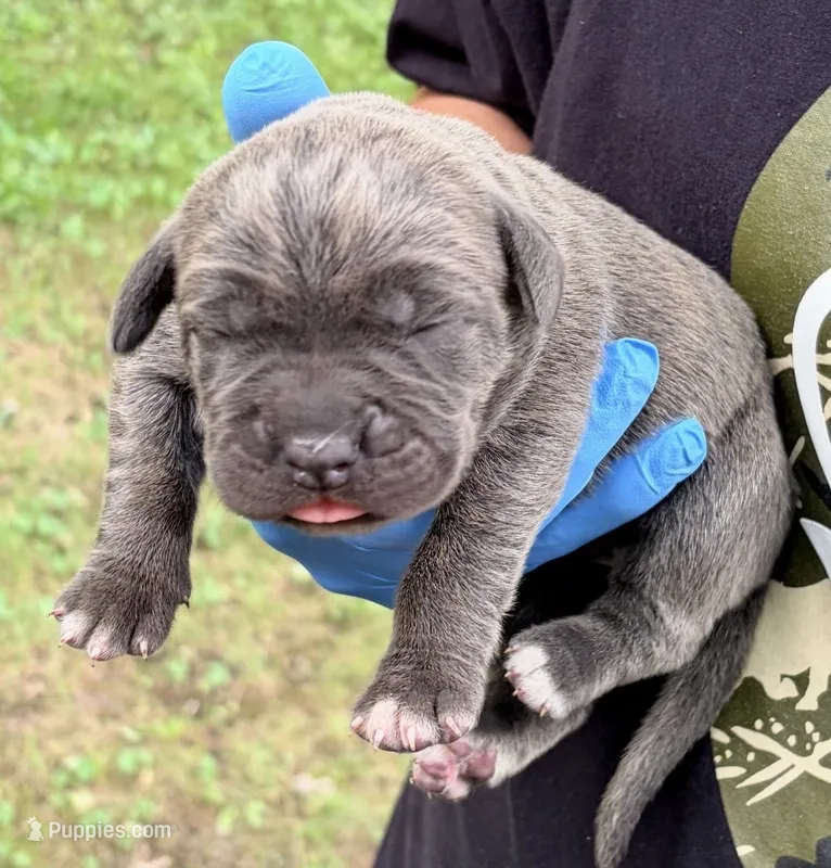 Milan – Cane Corso puppy for sale in Anderson, IN