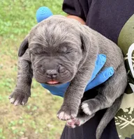 Milan, a male Cane Corso for sale in Anderson, IN – 1 of 7