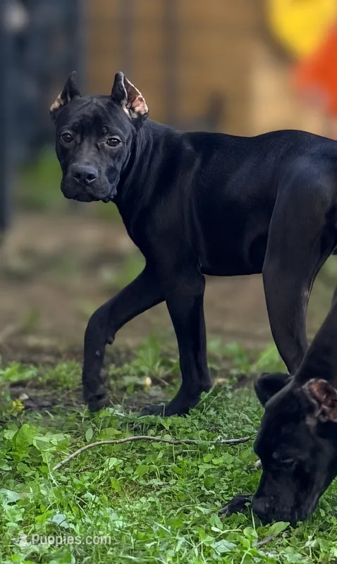 Sky – Cane Corso puppy for sale in Anderson, IN