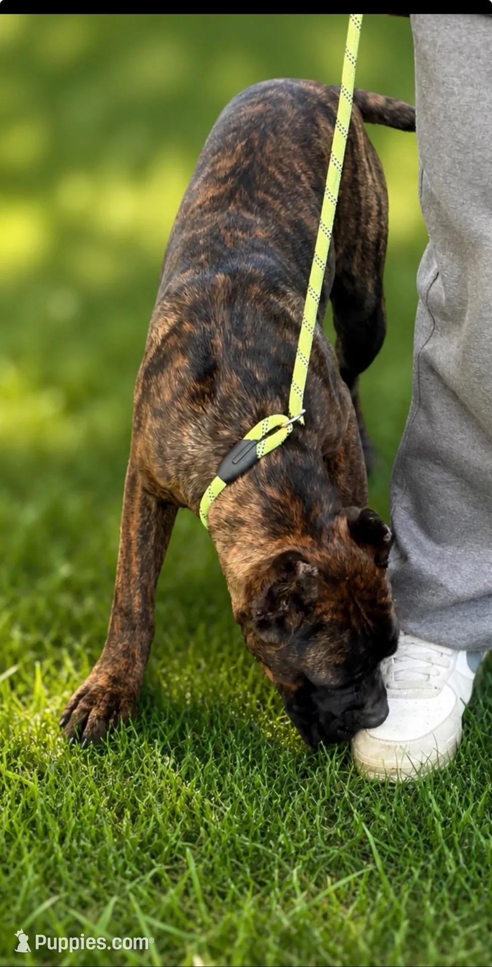 Braxton, a male Cane Corso for sale in Anderson, IN – 7 of 8