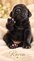 Raven , a female Cane Corso for sale in Anderson, IN – 4 of 9