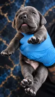 Jayce, a male Cane Corso for sale in Anderson, IN – 5 of 8