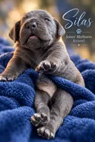 Silas, a male Cane Corso for sale in Anderson, IN – 5 of 10