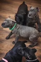 Rico, a male Cane Corso for sale in Anderson, IN – Photo 8 of 10