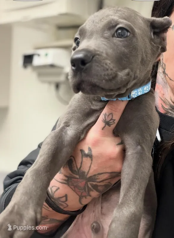 Mystic – Cane Corso puppy for sale in Anderson, IN