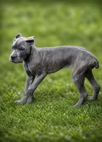 Rico, a male Cane Corso for sale in Anderson, IN – 8 of 10