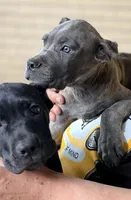 Rico, a male Cane Corso for sale in Anderson, IN – 6 of 10