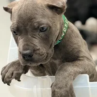 Rico, a male Cane Corso for sale in Anderson, IN – Photo 9 of 10
