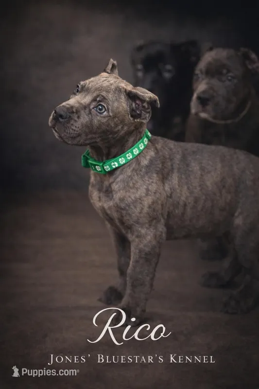 Rico – Cane Corso puppy for sale in Anderson, IN