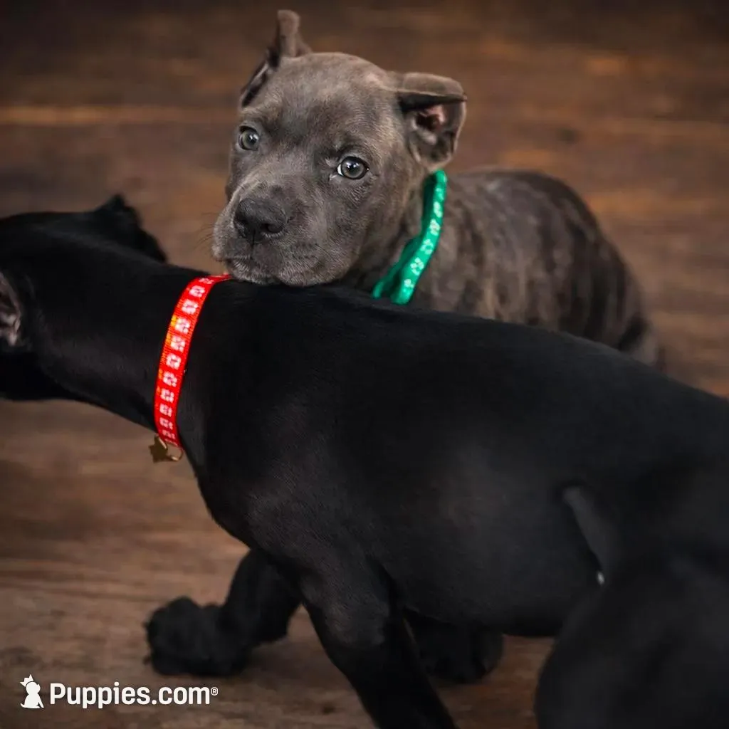 Rico, a male Cane Corso for sale in Anderson, IN – 3 of 10
