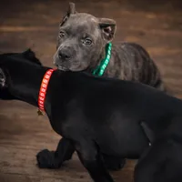 Rico, a male Cane Corso for sale in Anderson, IN – Photo 3 of 10