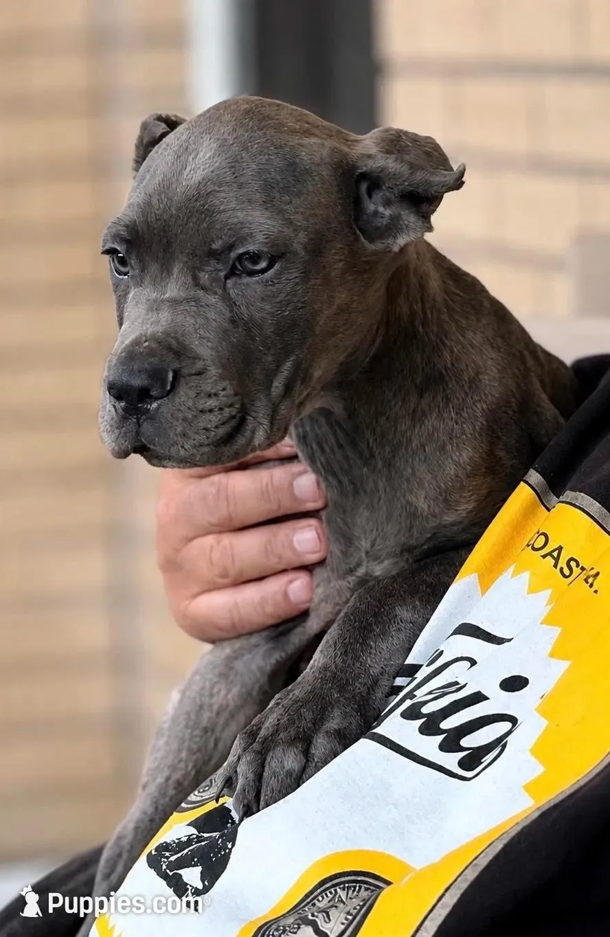 Rico, a male Cane Corso for sale in Anderson, IN – 5 of 10