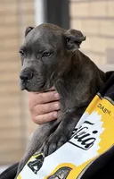 Rico, a male Cane Corso for sale in Anderson, IN – 7 of 10