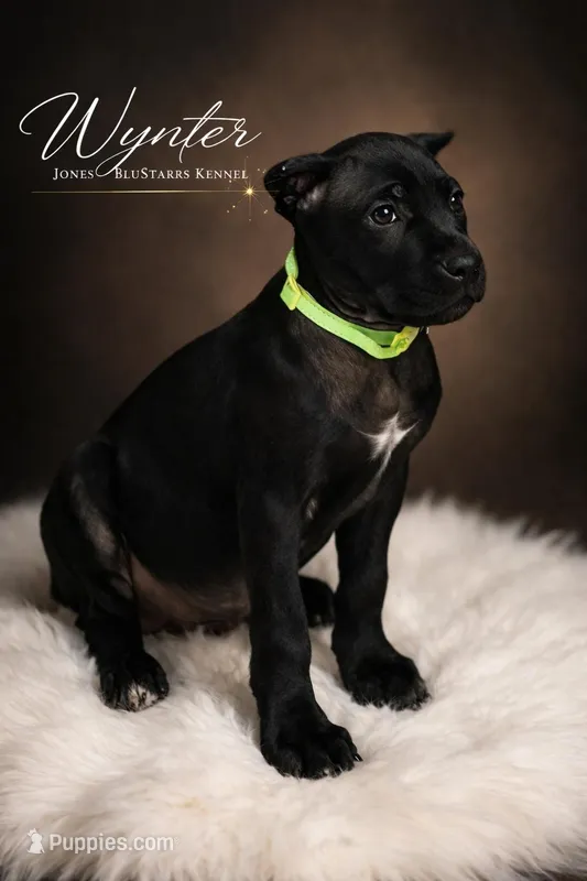 Wynter – Cane Corso puppy for sale in Anderson, IN