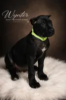 Wynter, a female Cane Corso for sale in Anderson, IN – Photo 2 of 10