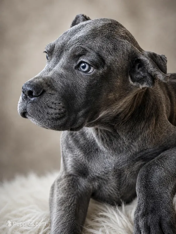Rico – Cane Corso puppy for sale in Anderson, IN