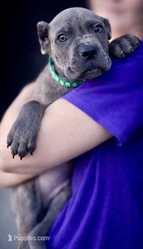 Rico – Cane Corso puppy for sale in Anderson, IN