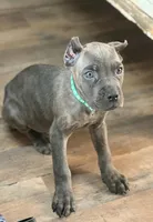 Rico, a male Cane Corso for sale in Anderson, IN – Photo 10 of 10