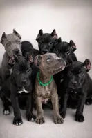 Rico, a male Cane Corso for sale in Anderson, IN – 4 of 10